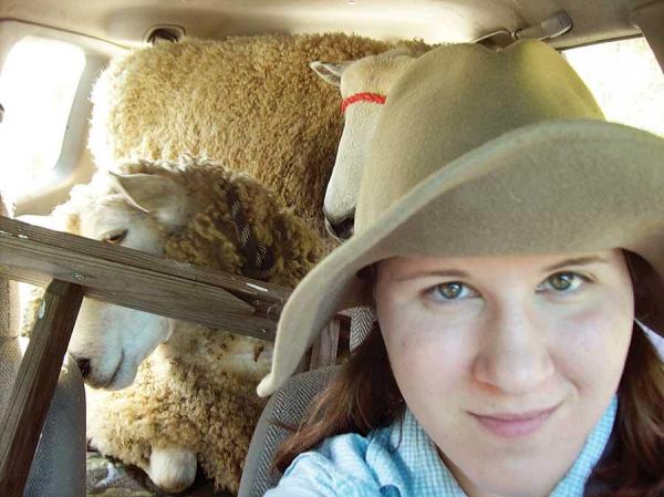 How do you know when you’re homesteading? When you have sheep in your car you know you’re off to a good start.